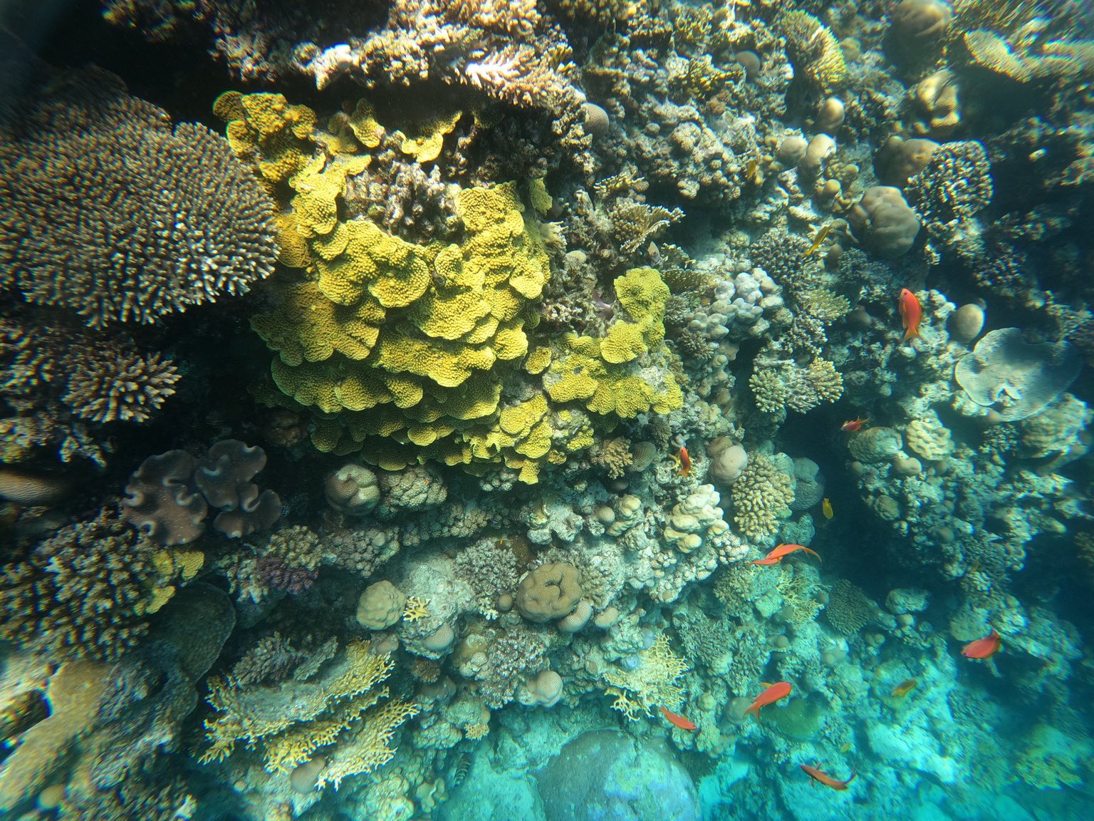 Farbenfrohes Korallenriff mit roten Fischen beim Schnorcheln Hurghada Rotes Meer